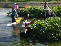 養殖戶：林先生